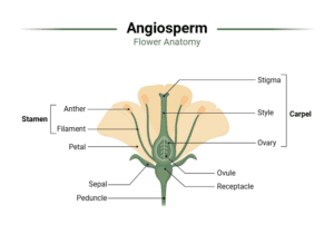 Angiosperm