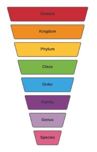 Taxonomic rank denotes the level that a group of organisms—either taxon or clade—occupies in a hierarchical system of classification, which is based on evolutionary relationships. The major ranks: domain, kingdom, phylum, class, order, family, genus, and species.