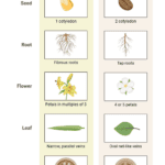 Dicotyledon