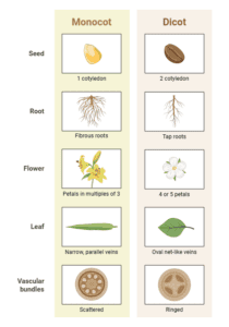 Monocotyledon