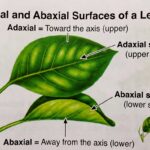 Abaxial