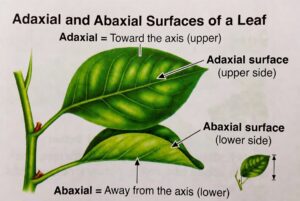 Abaxial - Signature: TmNWLf3bl1EN0ppM9/vrg+Op4BvzovqOPEwRSpQKC9w6Ur8ciHCTeoL+R0HC3kLOkabwdLk8s4PFtlVwGthBdIky90BFldfLaJAHbyfGoPgHkPi8row4avlVzGjUL/ErsHAnby1VpD50UP8dOG269ueTjvA5yGDrizEGxDA7wXWERxyF7PHMONHzIBLGf45wKpFkUFz0JUoiDTPCiQeyyaCNz29RONciKmGqBAuUyOR5rzzV7/5835PdBoJzI96Y03rj44fFqRKJewOfr7xaCktG1ki7iYbWT2RlP6XcGgaJmDsnTNoiUHUpzMHEZapS+TRuIZL3IXEggYi9u9o7h+VAVYiERdLoTvRsNrKp7/CeihyjuCERytpg1a1kuKVeNEz8SfkVxpH0rploxr3ZPzT1x3ROrMWgwaPgloym0EbJzI006infxHKS2QrFdv883B+7SVzs7njKzh65jMmeMYiz4gxUGa2i8tTWsHUYta3aUciuLgIj/746OqBUtZEEpEDCU9vRDbH0Yv8EV3ROMQKzJq4Z/R2jxKBJ5zN/D64IFm9LIbjfX6ZJyM3d9DIduecxuePxi2Eg6X04qCtf1D+YvVRn6/dTDP79zeQfJMHRNx1E7dQgQwJB5LK86dL6fOQLG+r7Y9e2WiQx0MYKROQEGyscu4b+LFTbvgXYmyPxFOyM+5XYPJEt6qJzgGkNSWhuL4+2iDNDB7EGa0jVD/ARLWLGS7ri5RqTViSWGi34tCjxo/JrPVkwdy9B5IJtGkLZ+cq0oxJRu6LtbATR4hRNmlZYyjY2Ciheif1UQeIm9VLYaBGsQUdLL8Ye4UZ9aXWWmwAP6RFAj8N0nziC1Bp+8hv56lKUnctmENxobhAVytGdJV1KBYrGws407evua4OzqCxFcXB6Ycau2aPN6t/GZKdmbt1qiuKBpJkaLuJVIGFB41o6NevuiJhIecUrDX0nXEKKk1kfURj3m9AOa52KdInrmOqgLxpbnFma21Y=