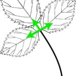 Trifoliate