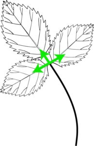 Trifoliate