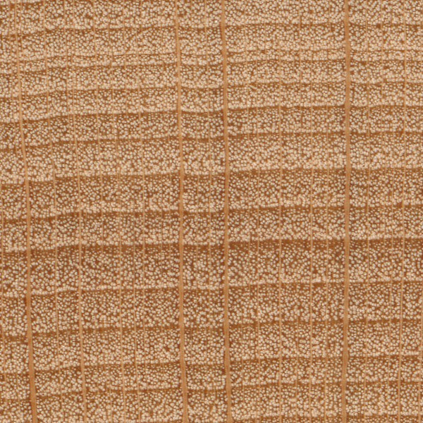 10x magnification of american beech end grain, image courtesy of The Wood Database