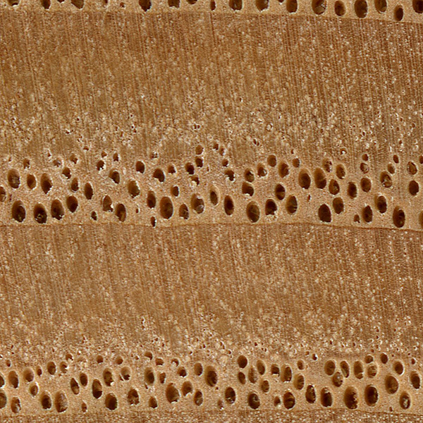 10x maginification of american chestnut end grain, image courtesy of The Wood Database