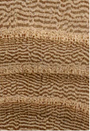 Ring-porous, large to very large earlywood pores in a continuous row one or two pores wide, small latewood pores in wavy bands; tyloses occasionally present in earlywood; Growth Rings distinct; rays: medium rays, spacing normal; Parenchyma: vasicentric and confluent