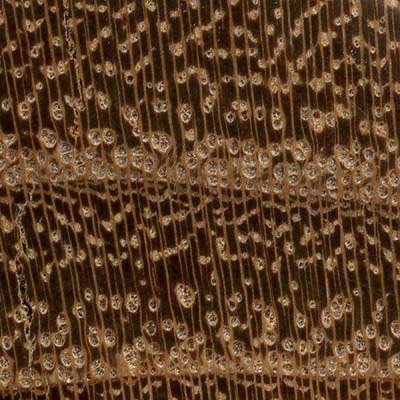 10x magnification of black locust end grain, image courtesy of The Wood Database