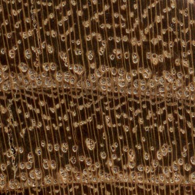 10x magnification of black locust end grain, image courtesy of The Wood Database