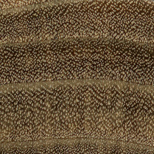 10x magnification of black willow end grain, image courtesy of The Wood Database