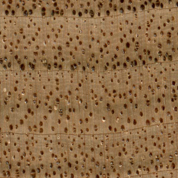 Semi-ring-porous; medium-large earlywood pores gradually decreasing to small latewood pores; solitary and radial multiples of 2-3; tyloses occasionally to abundantly present; growth rings distinct; rays barely visible without lens; parenchyma banded (marginal), apotracheal parenchyma diffuse-in-aggregates (sometimes very faint and barely visible even with lens).