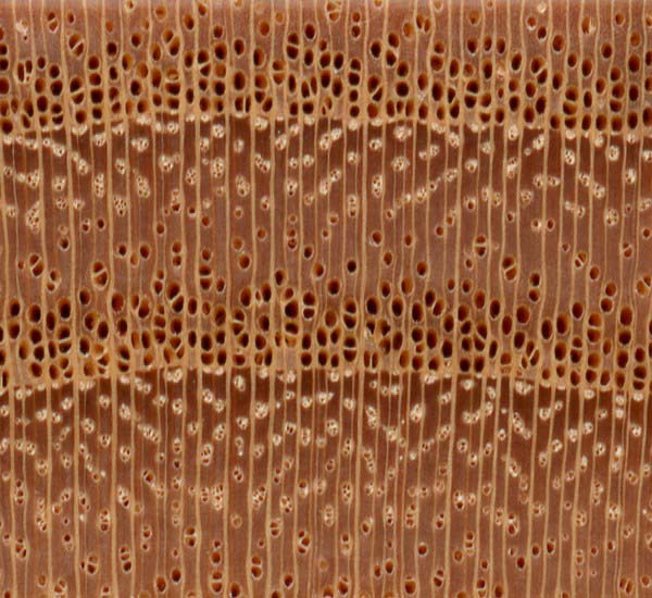 10x magnification of kentucky coffeetree end grain, image courtesy of The Wood Database