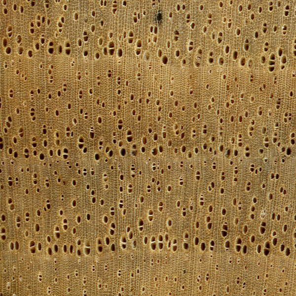 10x magnification of persimmon end grain, image courtesy of The Wood Database