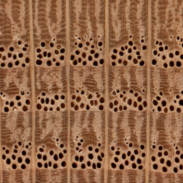 Ring-porous; 2-4 rows of large, exclusively solitary earlywood pores, numerous small latewood pores in radial arrangement; tyloses absent; growth rings distinct; rays large and visible without lens; apotracheal parenchyma diffuse-in-aggregates (short lines between rays)