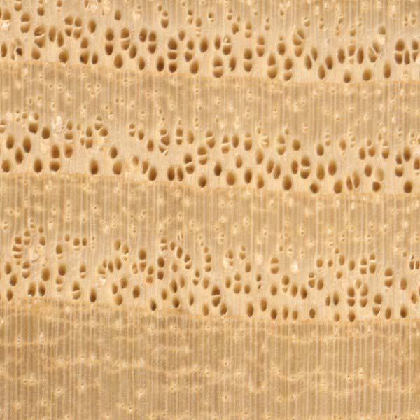 10x magnification of sassafras end grain, image courtesy of The Wood Database