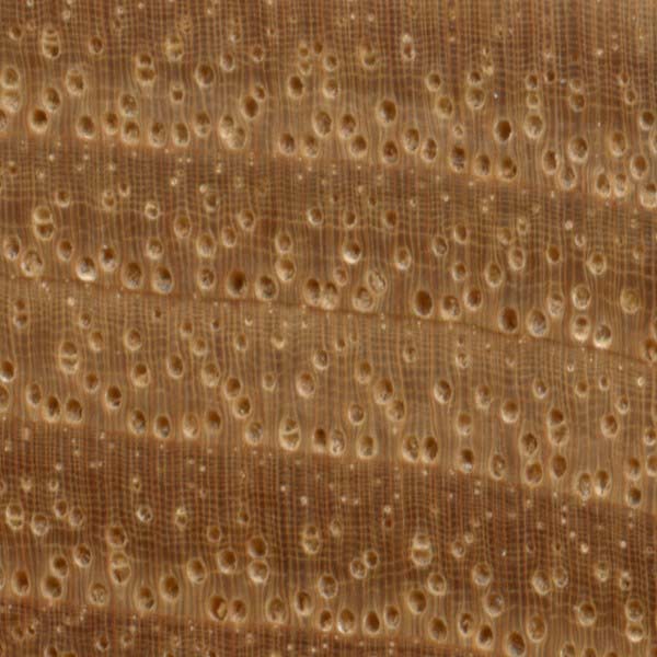 10x magnification of Shagbark Hickory end grain, image courtesy of The Wood Database