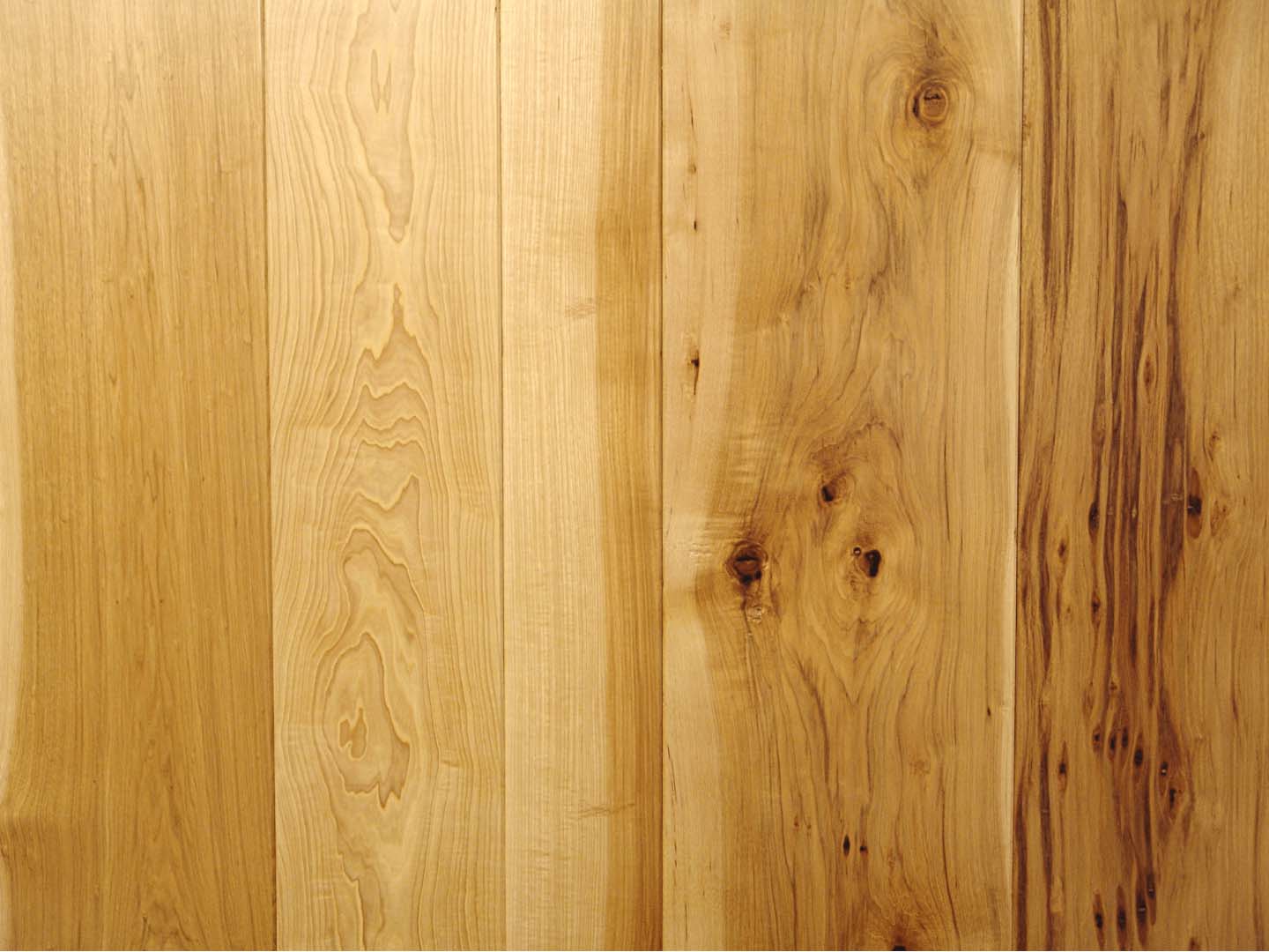 FNR Hardwood Shagbark Hickory Purdue Arboretum Explorer