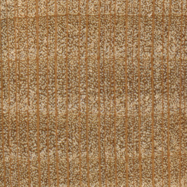 10x magnification of sycamore end grain, image courtesy of The Wood Database