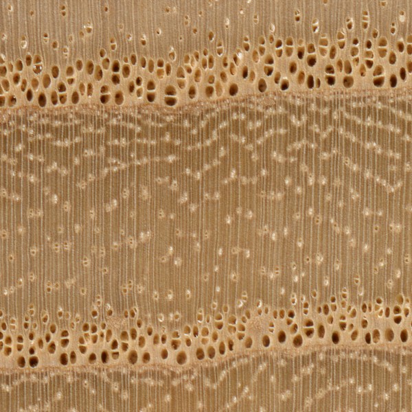 10x magnification of white ash end grain, image courtesy of The Wood Database