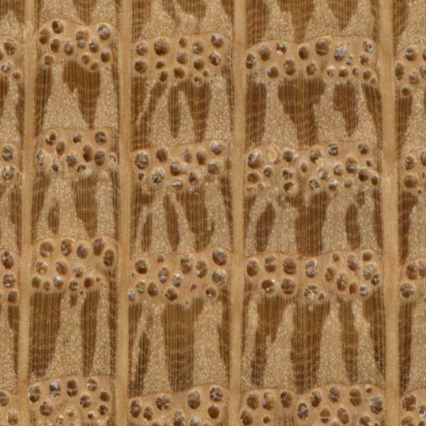 10x magnification of white oak end grain image courtesy of The Wood Database