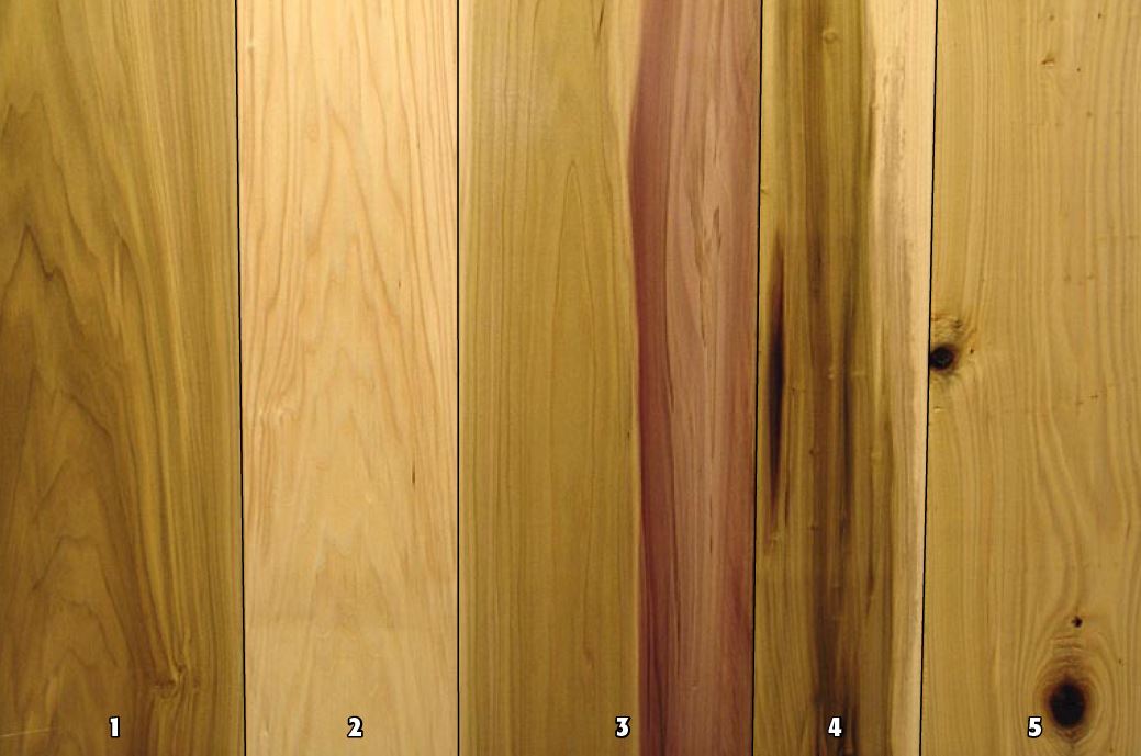 FNR Hardwood – Yellow Poplar – Purdue Arboretum Explorer