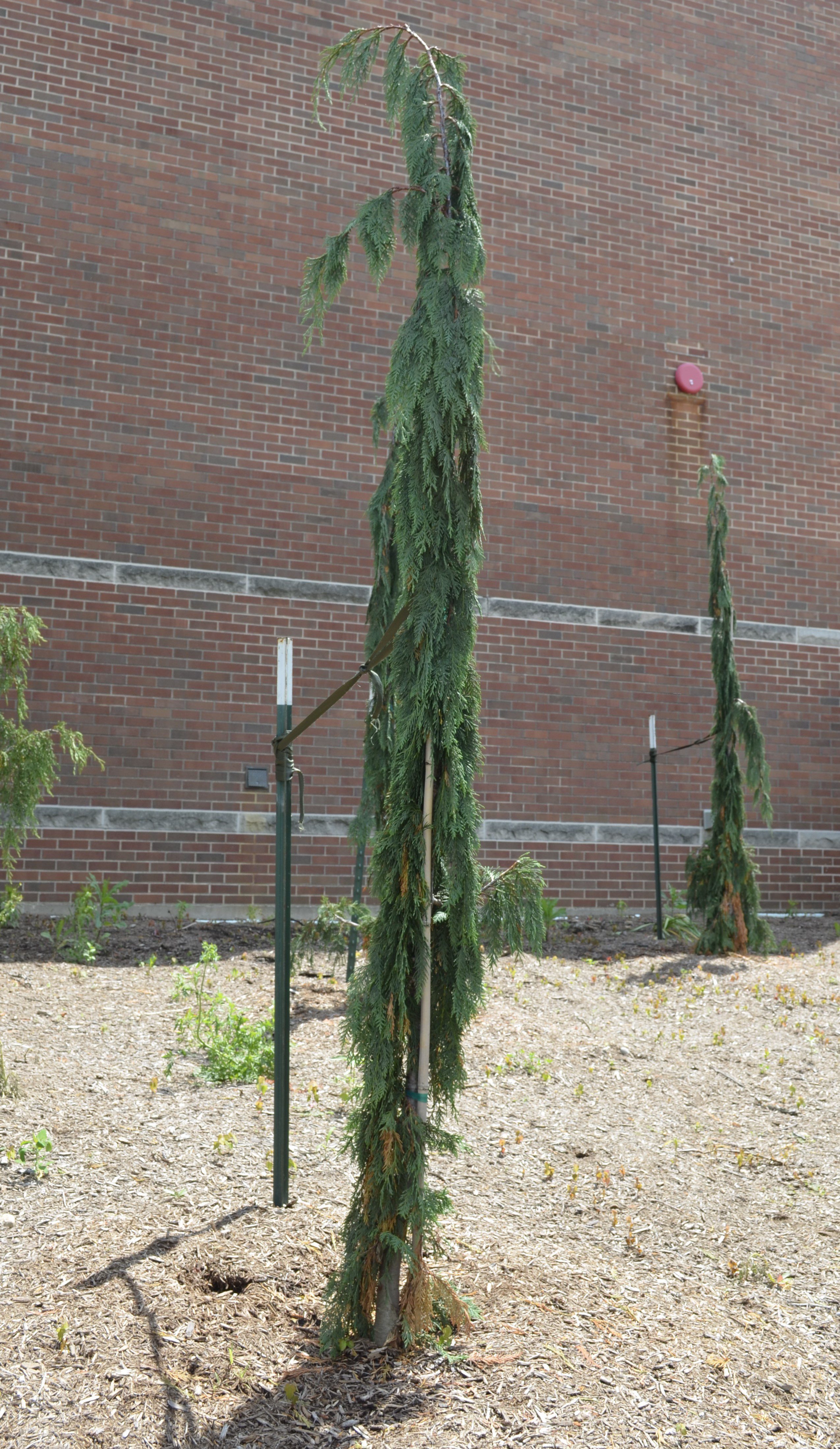 Xanthocyparis nootkatensis 'Moonshot' – Purdue Arboretum Explorer