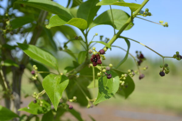 Euonymus atropurpureus - Flowers