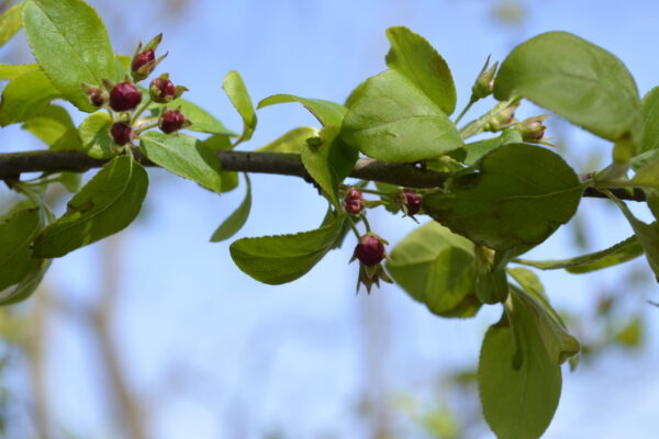 Immature Flowers