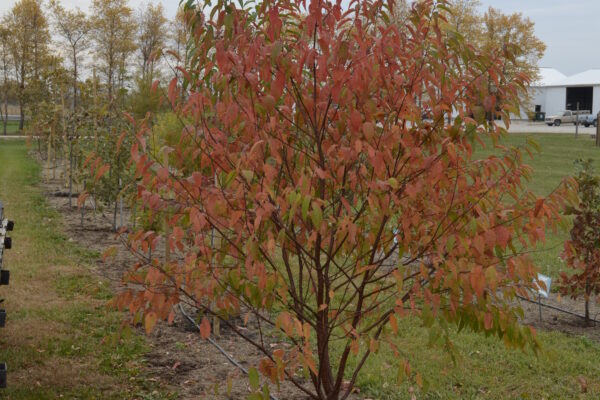 Prunus pensylvanica Overall Tree in Fall