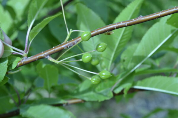 Prunus pensylvanica - Flower Buds
