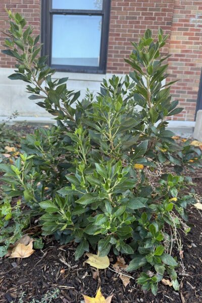 Clethra alnifolia 'Sixteen Candles'  Purdue Arboretum Explorer