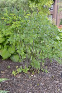 Ilex verticillata 'Jim Dandy' – Purdue Arboretum Explorer