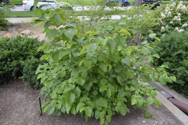 Corylus americana