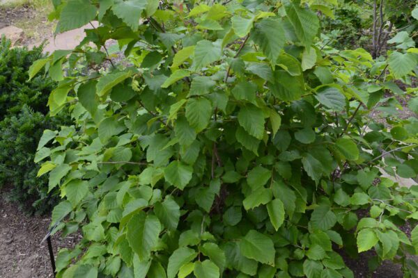 Corylus americana