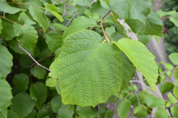 Corylus americana