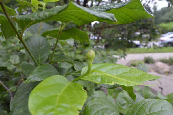 Calycanthus floridus 'Aphrodite'