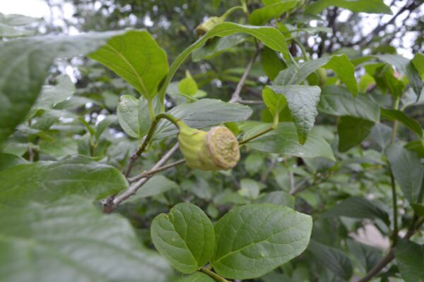 Calycanthus floridus 'Aphrodite'