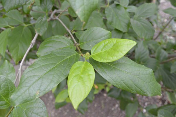 Calycanthus floridus 'Aphrodite'
