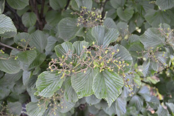 Viburnum dilatatum 'Erie'