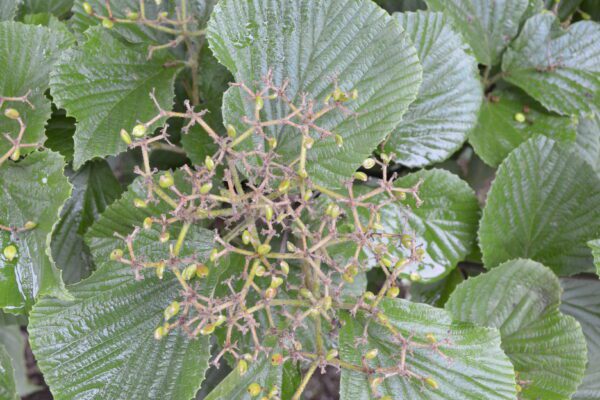 Viburnum dilatatum 'Erie'