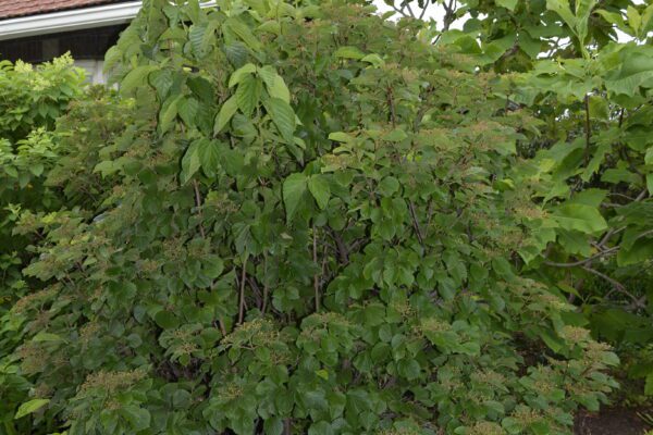 Viburnum dilatatum 'Erie'