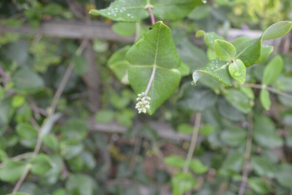 Lonicera sempervirens 'Magnifica'