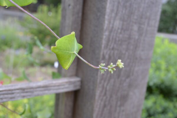 Lonicera sempervirens 'Magnifica'