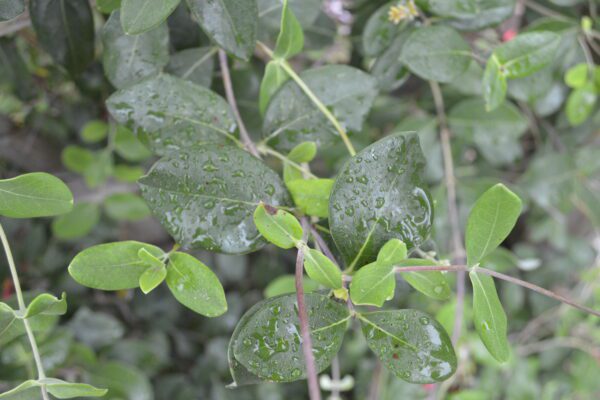 Lonicera sempervirens 'Magnifica'