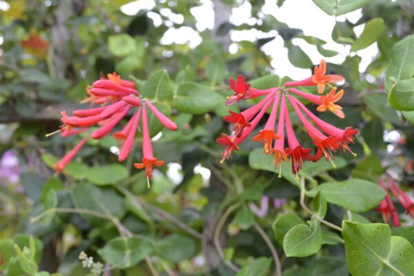 Lonicera sempervirens 'Magnifica'