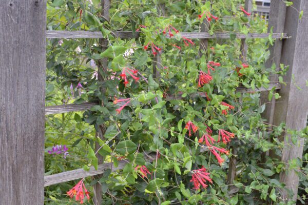 Lonicera sempervirens 'Magnifica'