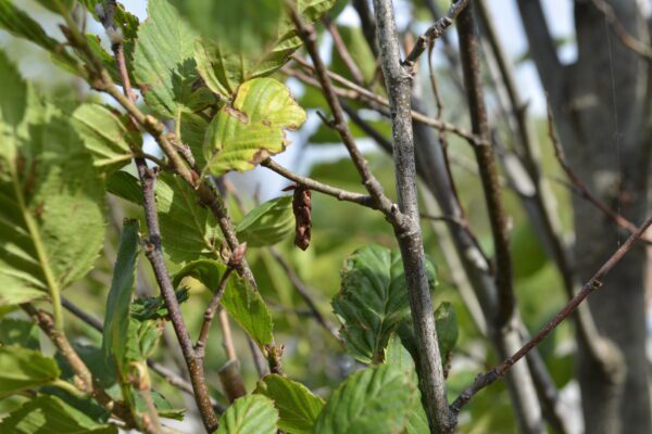 Carpinus betulus 'Fastigiata'