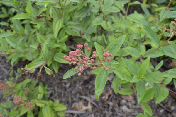 Ceanothus americanus