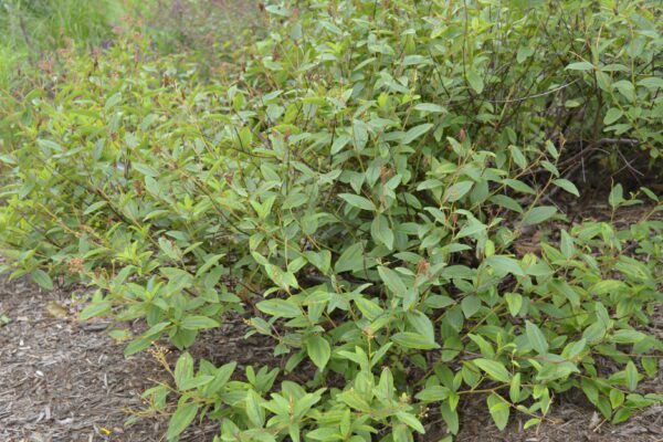 Ceanothus americanus