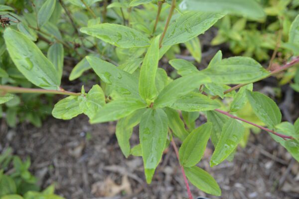 Ceanothus americanus